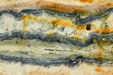 Mammoth Molar Slice With Case - South Carolina #349974-2